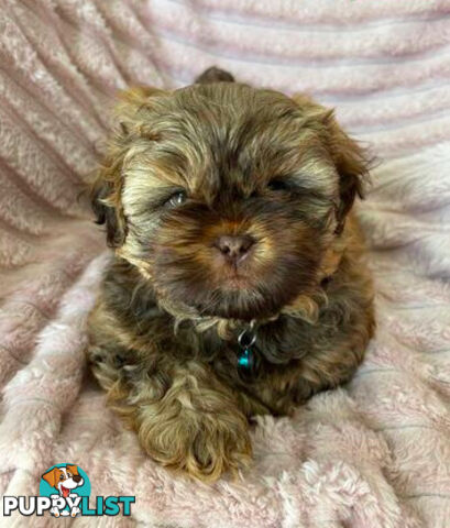 Purebred liver Shihtzu puppies