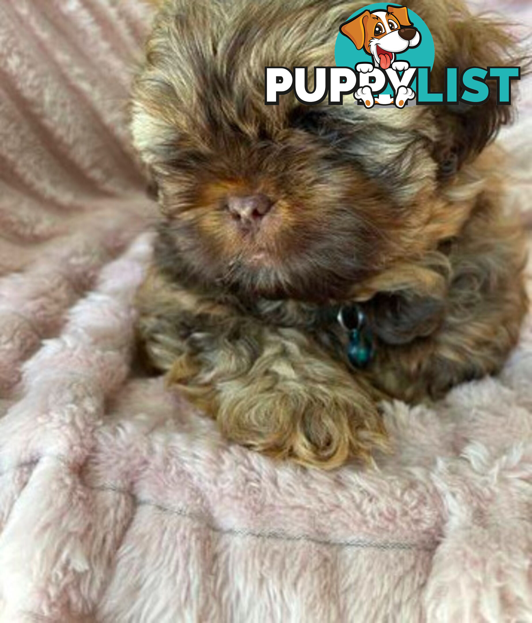 Purebred liver Shihtzu puppies