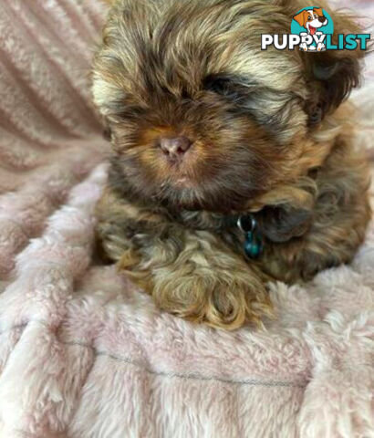 Purebred liver Shihtzu puppies