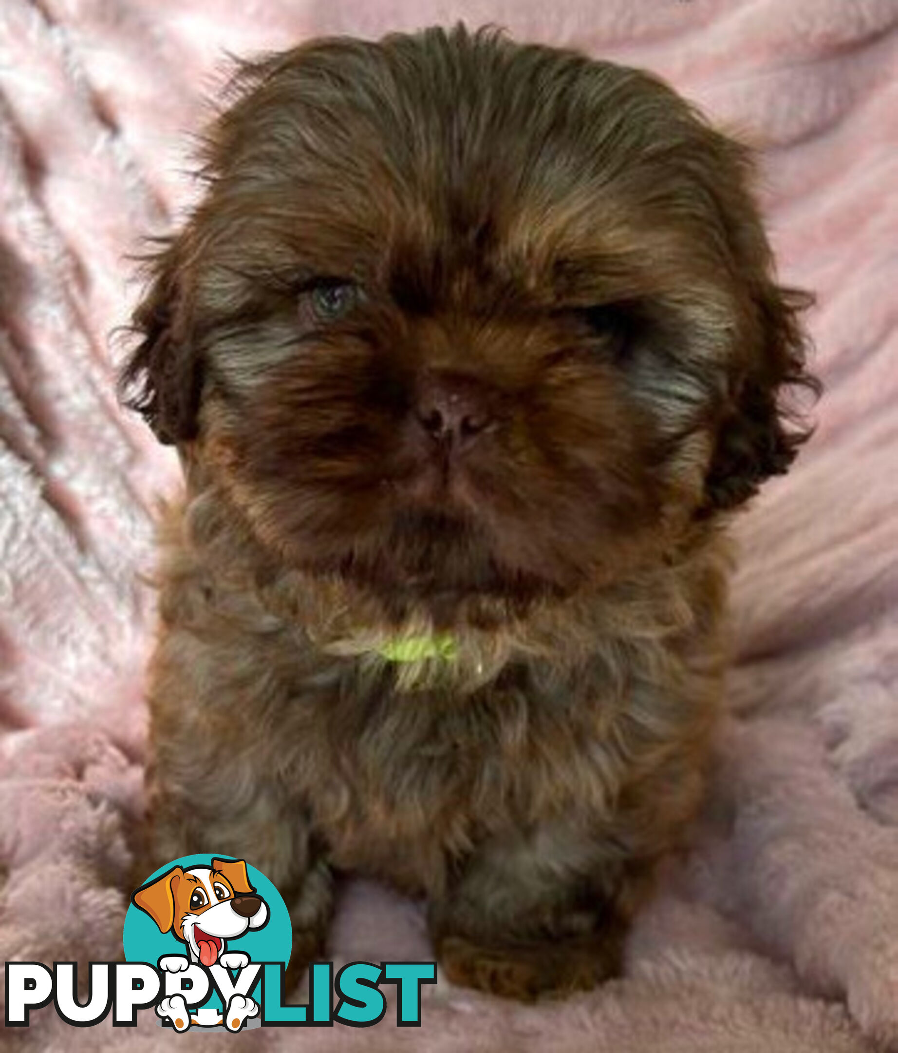 Purebred liver Shihtzu puppies