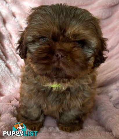 Purebred liver Shihtzu puppies