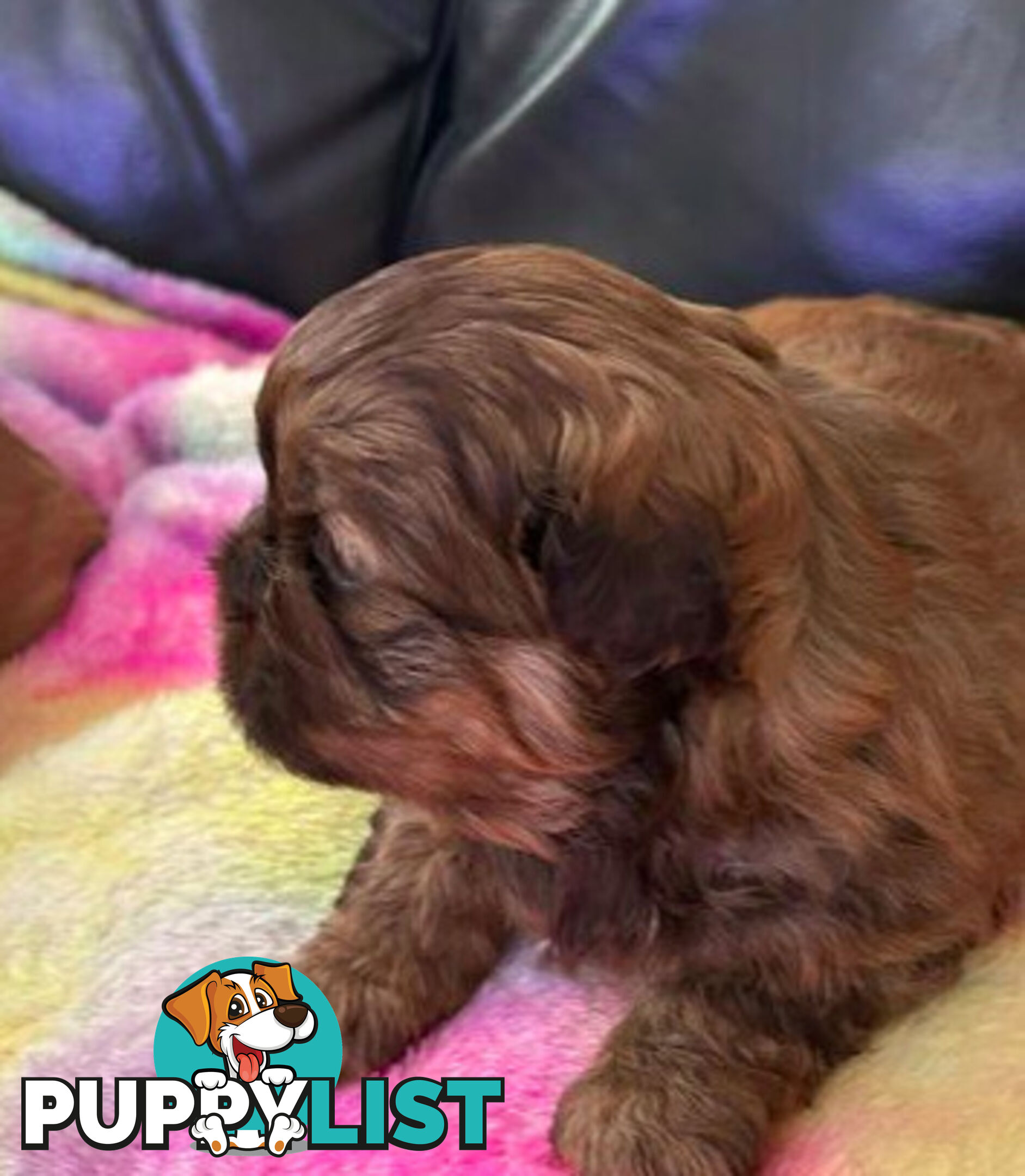 Purebred liver Shihtzu puppies
