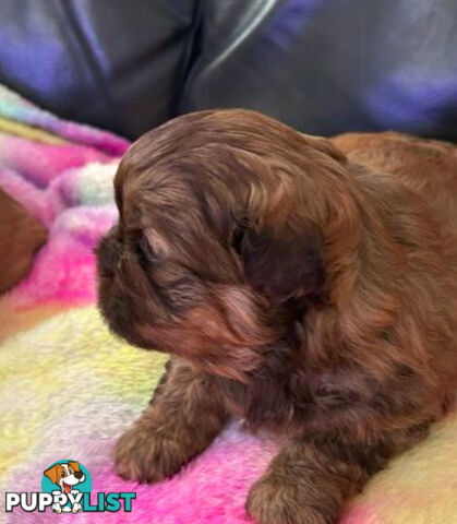 Purebred liver Shihtzu puppies