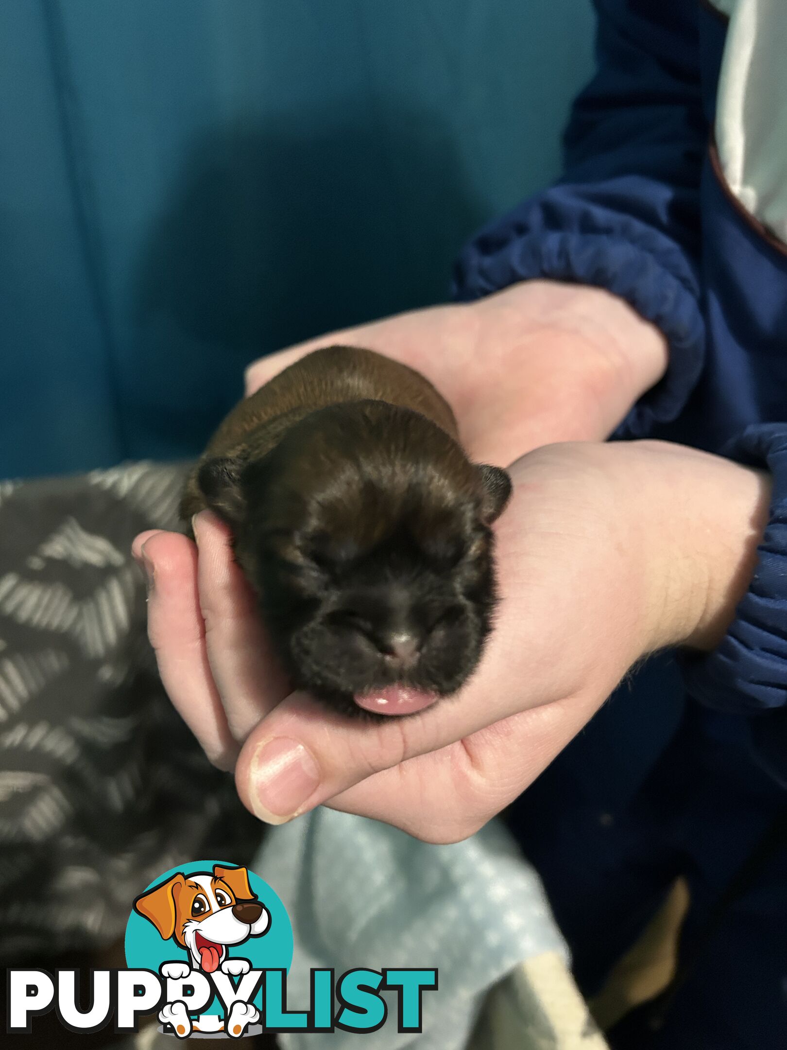 Purebred Shihtzu Male puppy