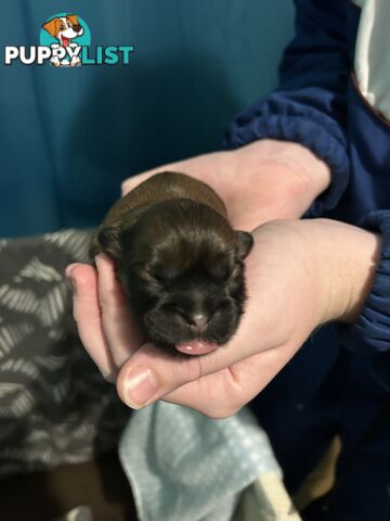 Purebred Shihtzu Male puppy