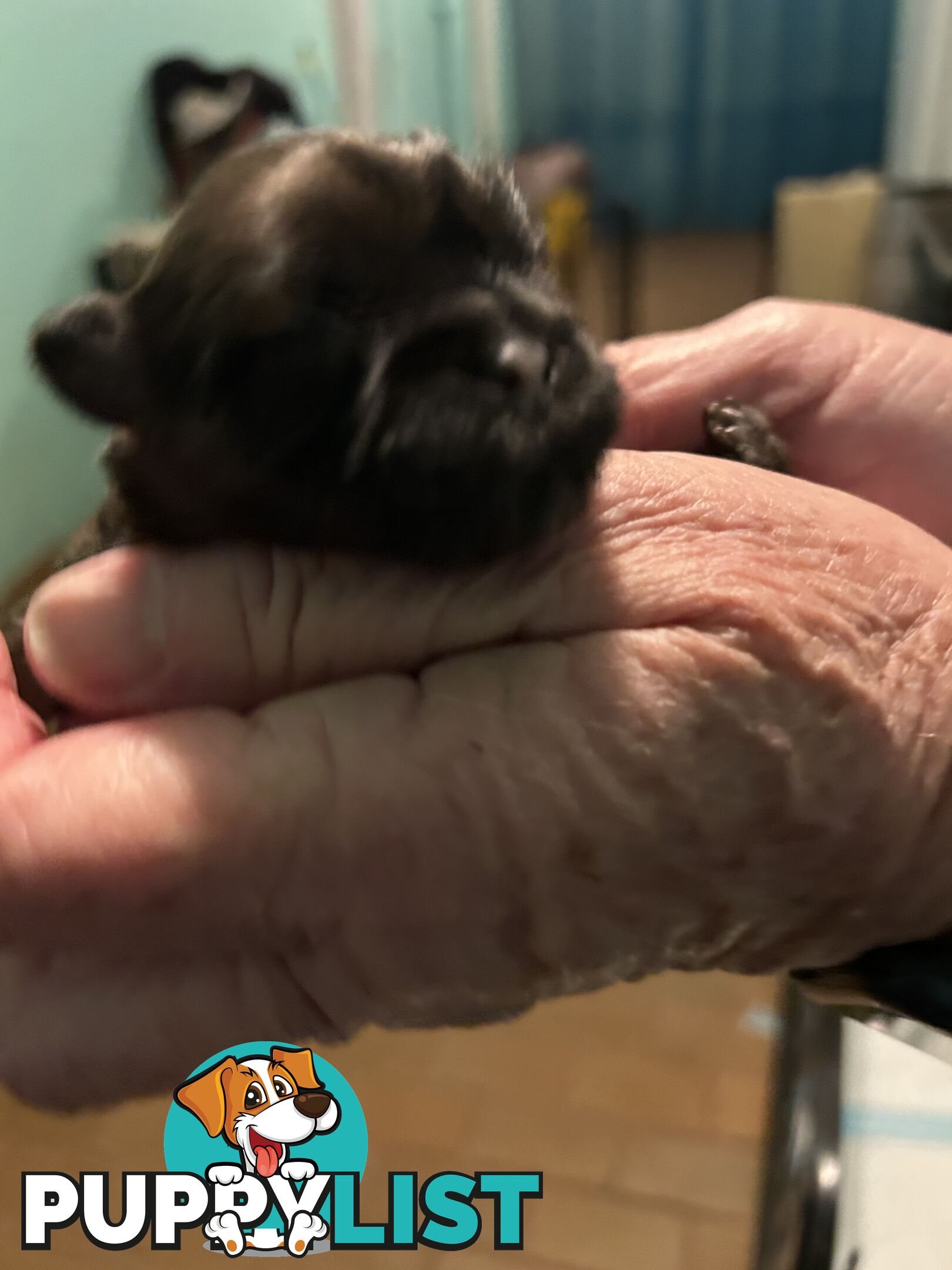 Purebred Shihtzu Male puppy
