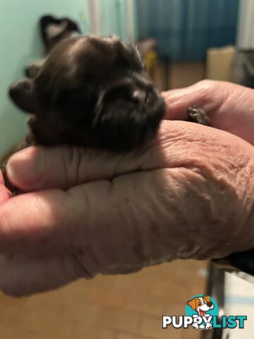 Purebred Shihtzu Male puppy