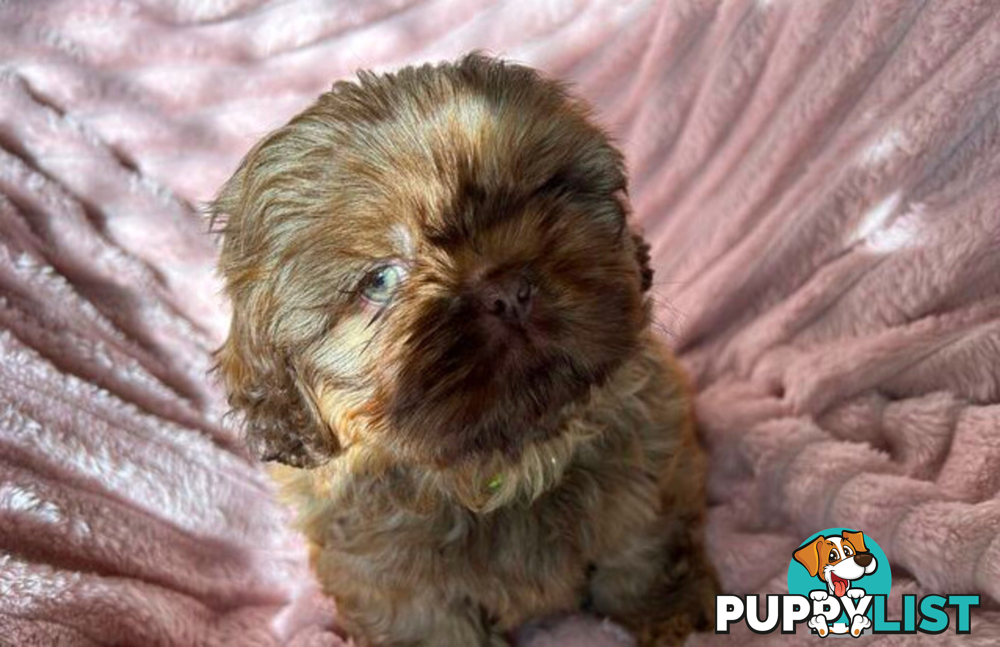 Purebred liver Shihtzu puppies
