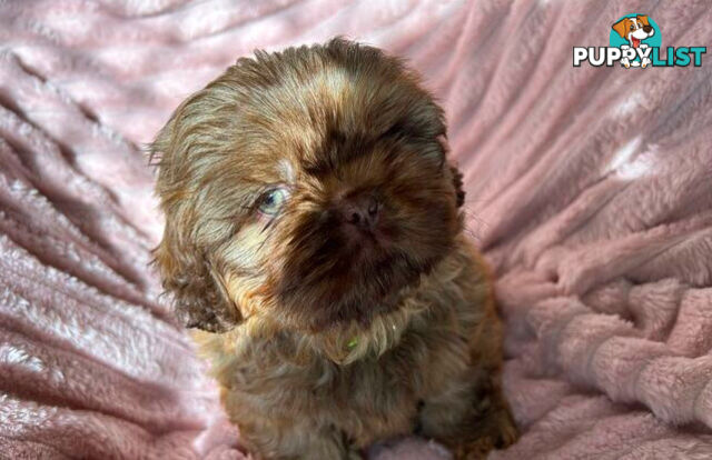 Purebred liver Shihtzu puppies
