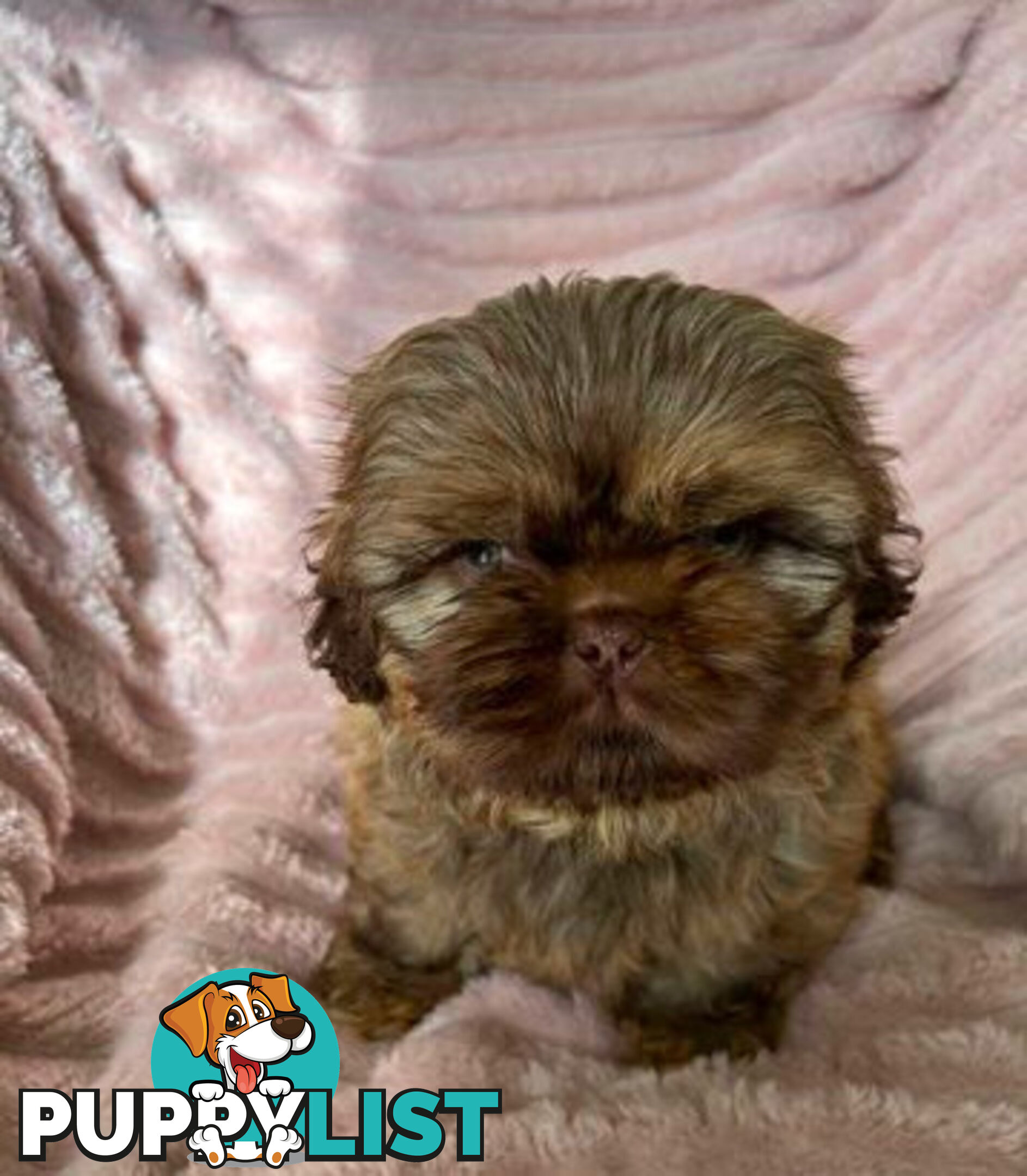 Purebred liver Shihtzu puppies