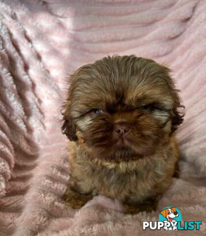Purebred liver Shihtzu puppies