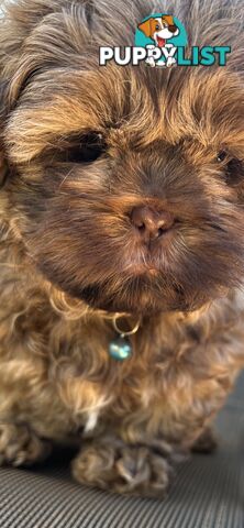 Purebred liver Shihtzu puppies
