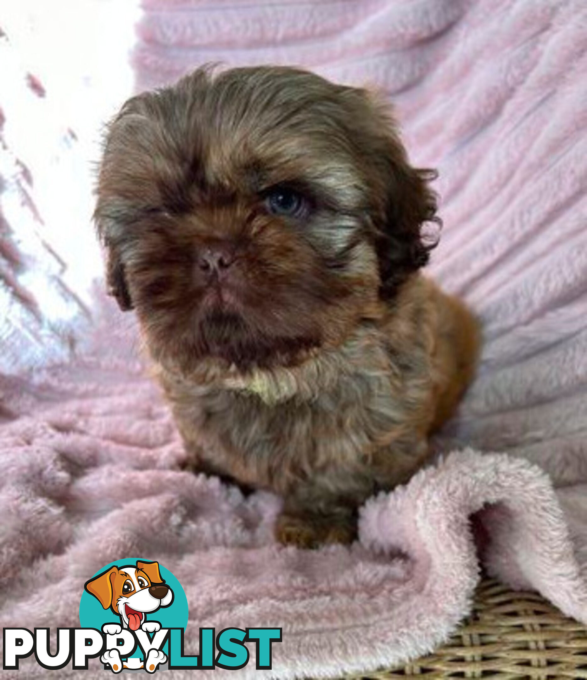Purebred liver Shihtzu puppies