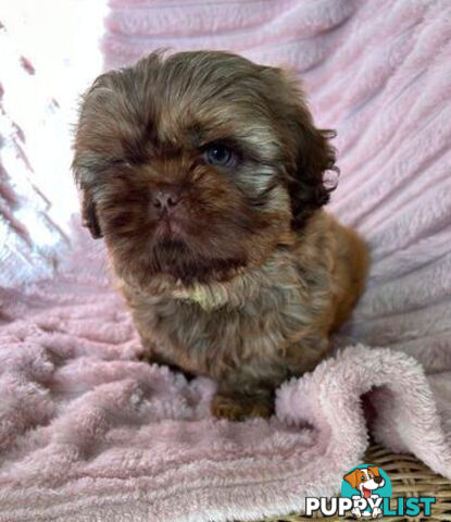 Purebred liver Shihtzu puppies