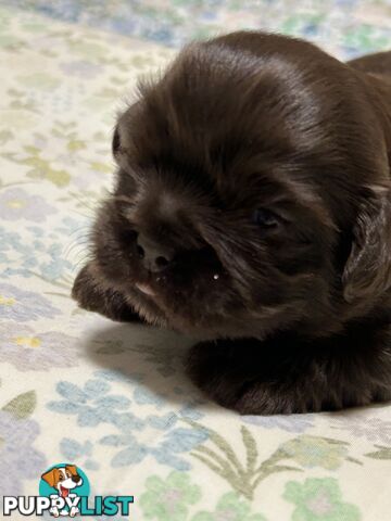 Purebred Liver Shihtzu ALL  SOLD