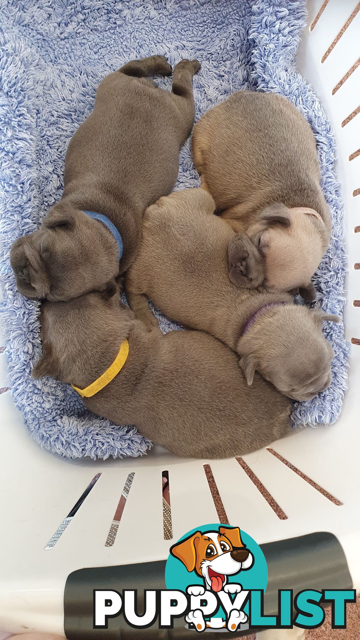 FRENCH BULLDOG PUPPIES