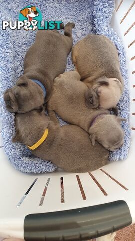 FRENCH BULLDOG PUPPIES