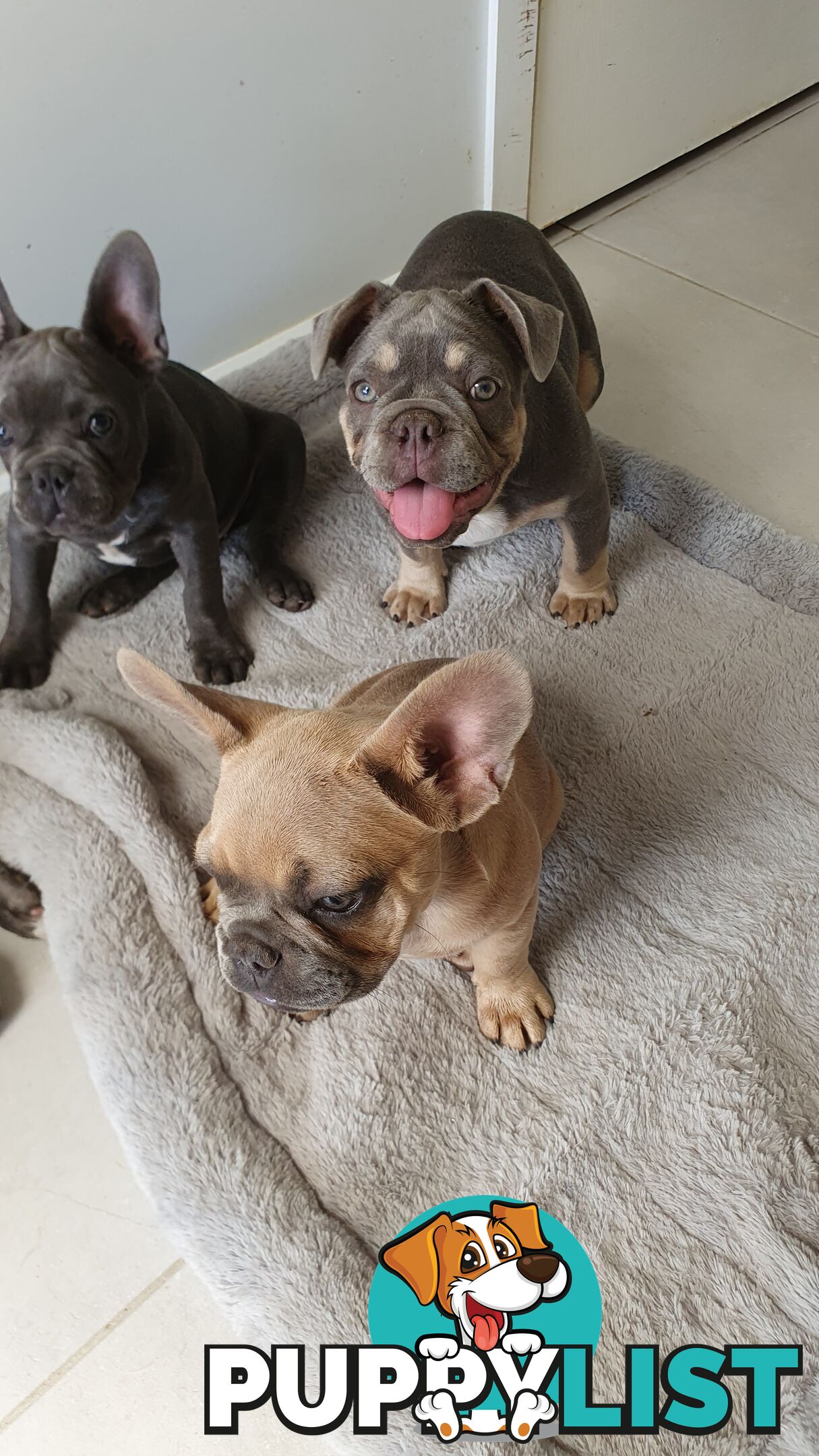 FRENCH BULLDOG PUPPIES