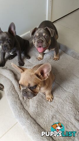 FRENCH BULLDOG PUPPIES