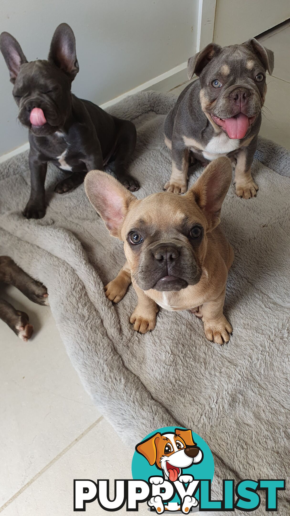 FRENCH BULLDOG PUPPIES