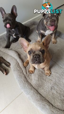 FRENCH BULLDOG PUPPIES