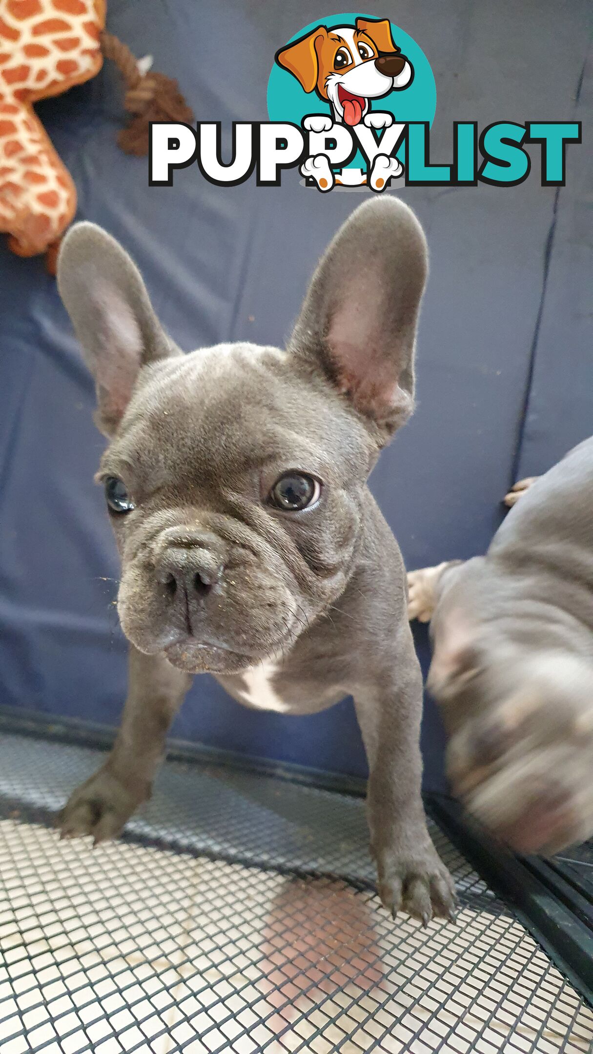 FRENCH BULLDOG PUPPIES