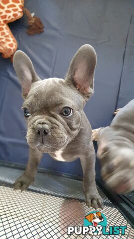 FRENCH BULLDOG PUPPIES