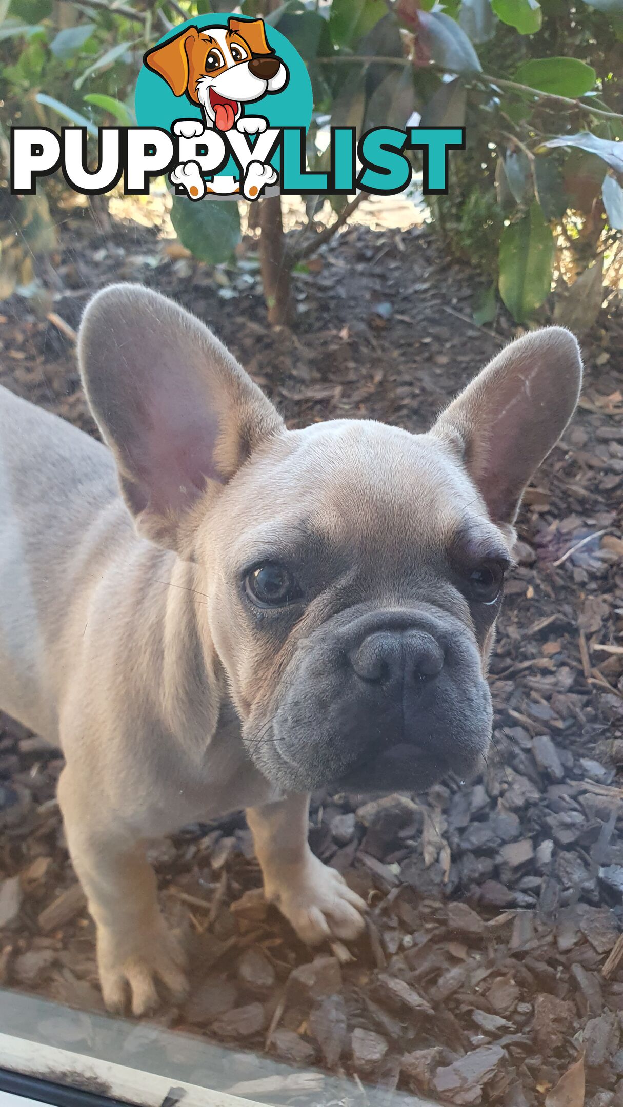 FRENCH BULLDOG PUPPIES