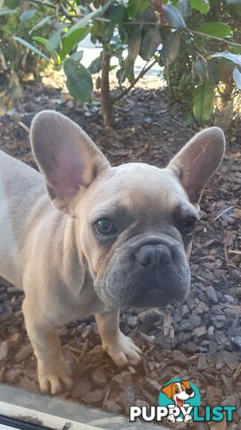 FRENCH BULLDOG PUPPIES