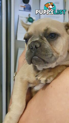 FRENCH BULLDOG PUPPIES