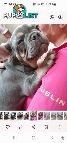 FRENCH BULLDOG PUPPIES