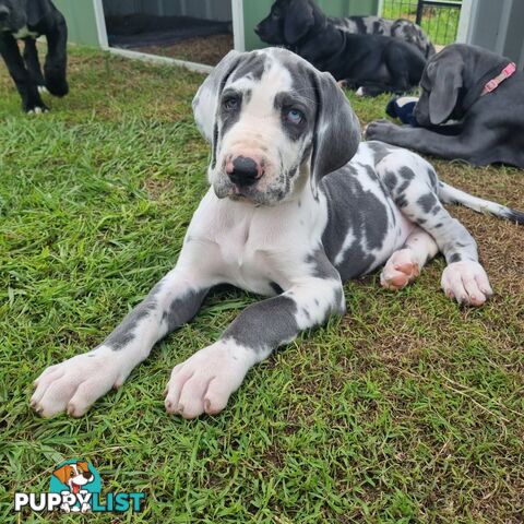 Beautiful Purebred Great Dane Pups