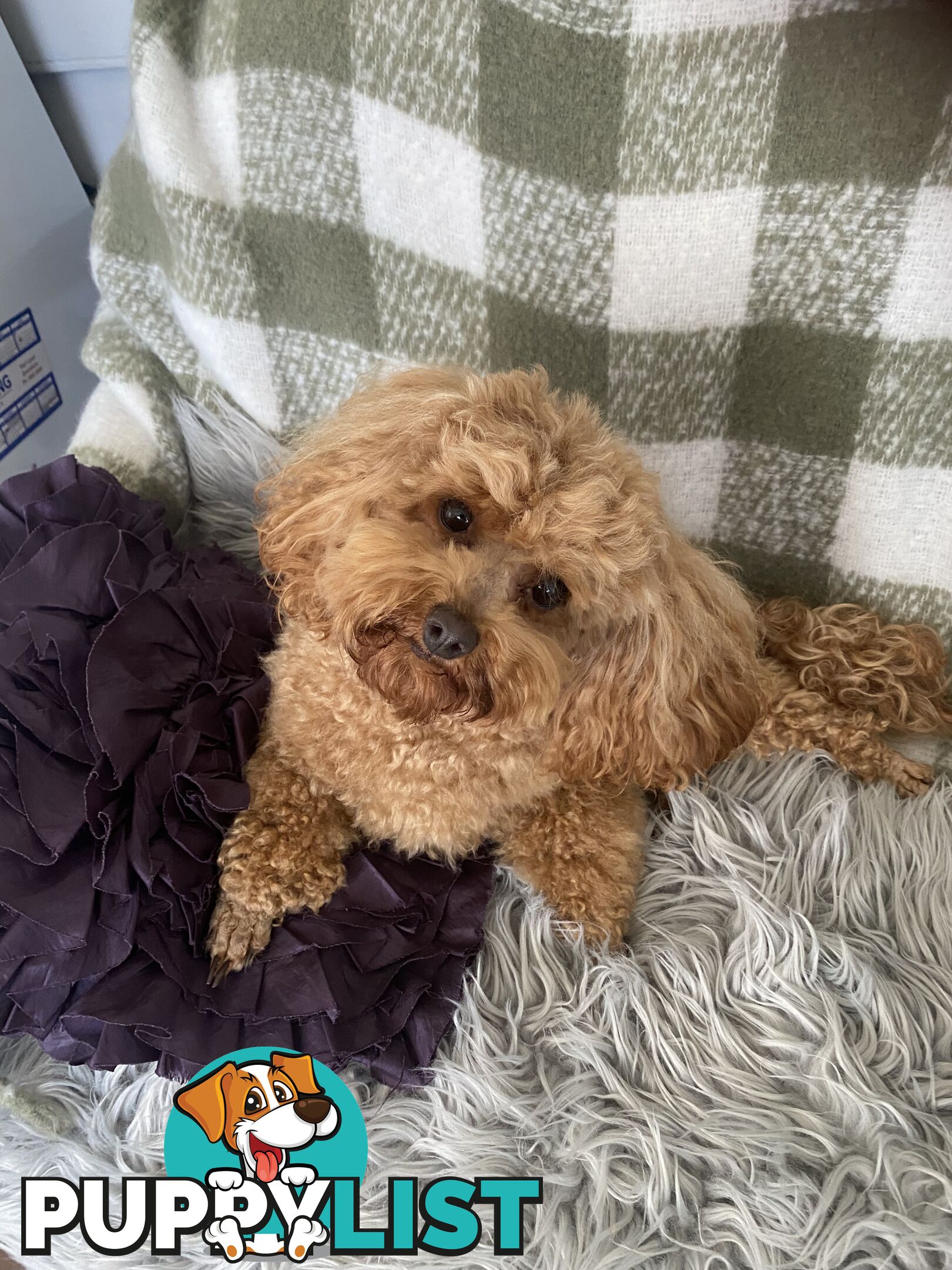 F1 Toy Cavoodle - Toy Poodle Red Dna clear, georgous boy, ready now