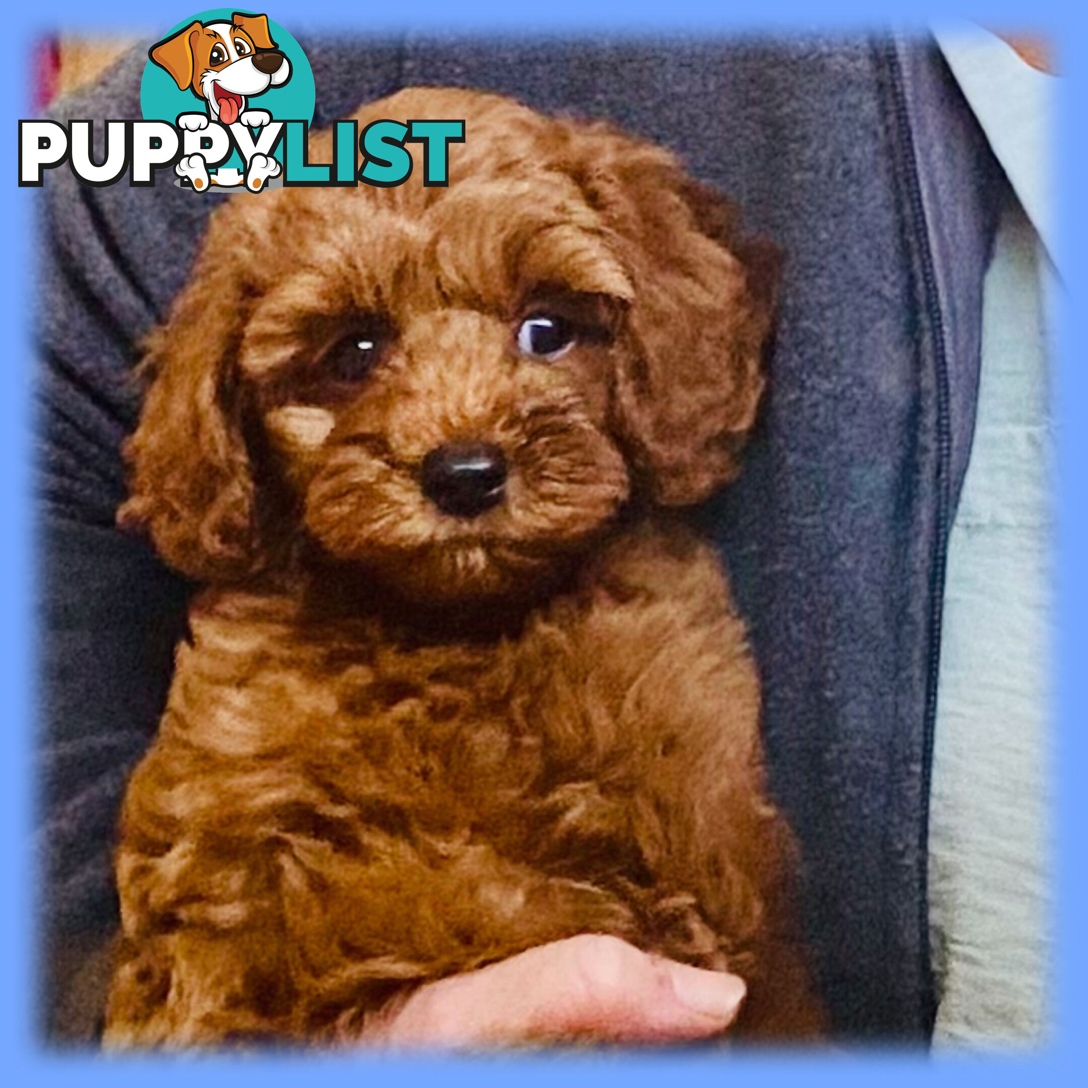 F1 Toy Cavoodle - Toy Poodle Red Dna clear, georgous boy, ready now