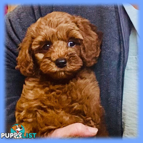 F1 Toy Cavoodle - Toy Poodle Red Dna clear, georgous boy, ready now