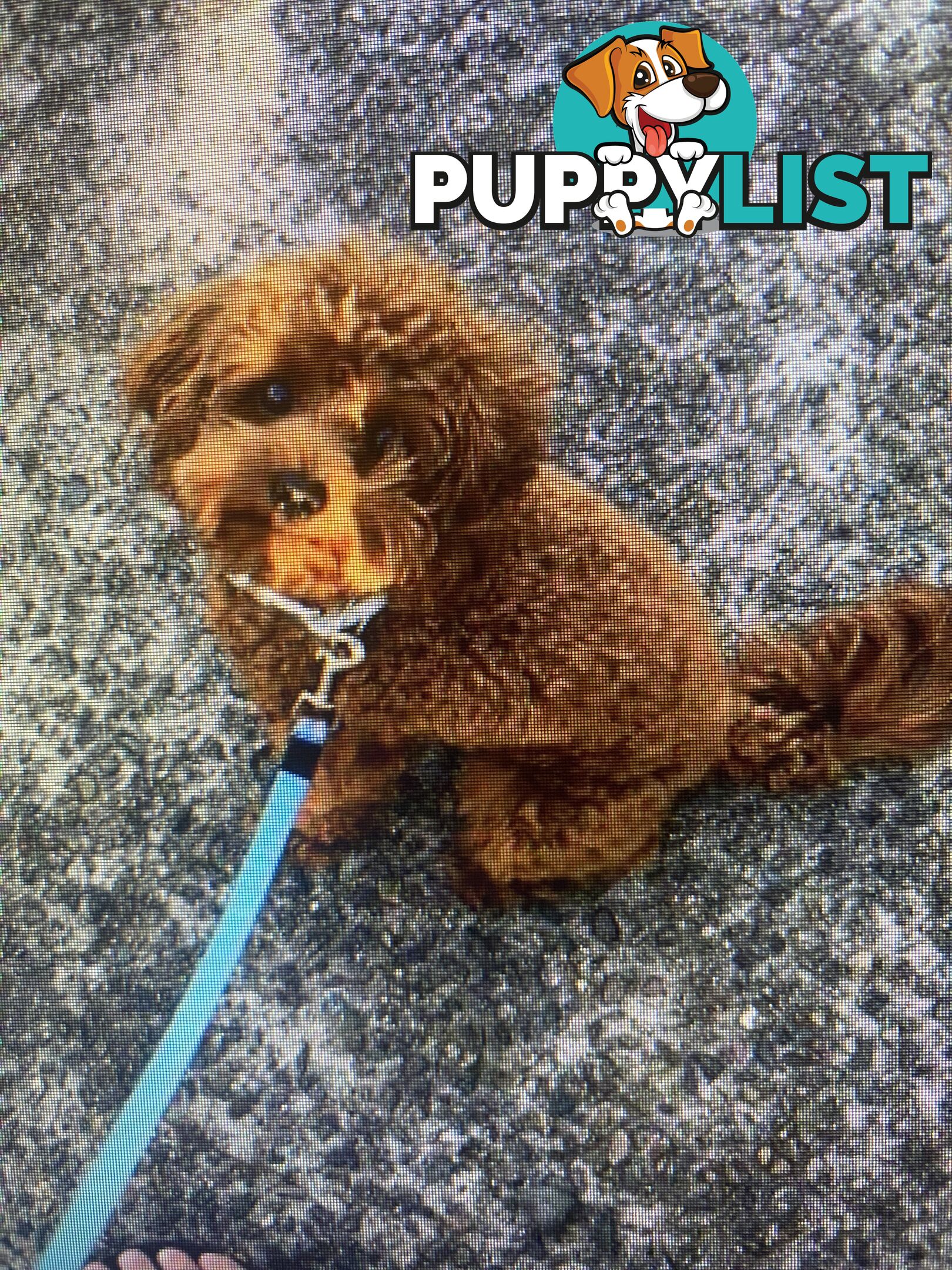 F1 Toy Cavoodle - Toy Poodle Red Dna clear, georgous boy, ready now