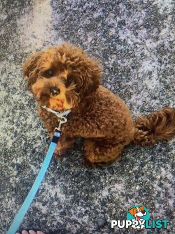 F1 Toy Cavoodle - Toy Poodle Red Dna clear, georgous boy, ready now