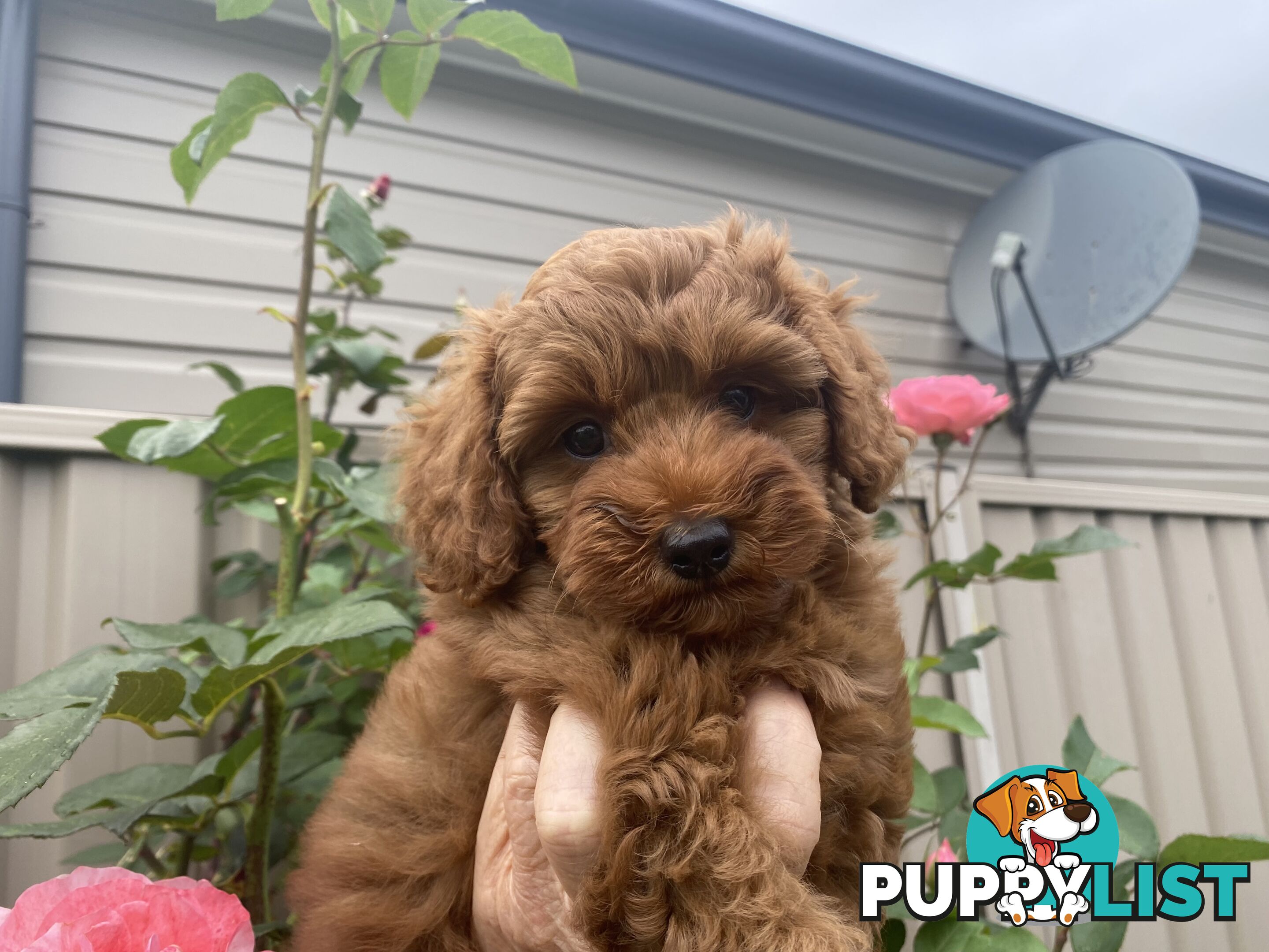 F1 Toy Cavoodle - Toy Poodle Red Dna clear, georgous boy, ready now