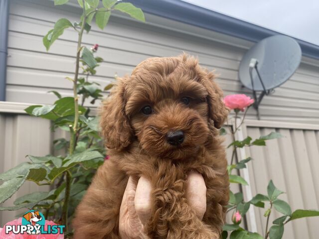 F1 Toy Cavoodle - Toy Poodle Red Dna clear, georgous boy, ready now