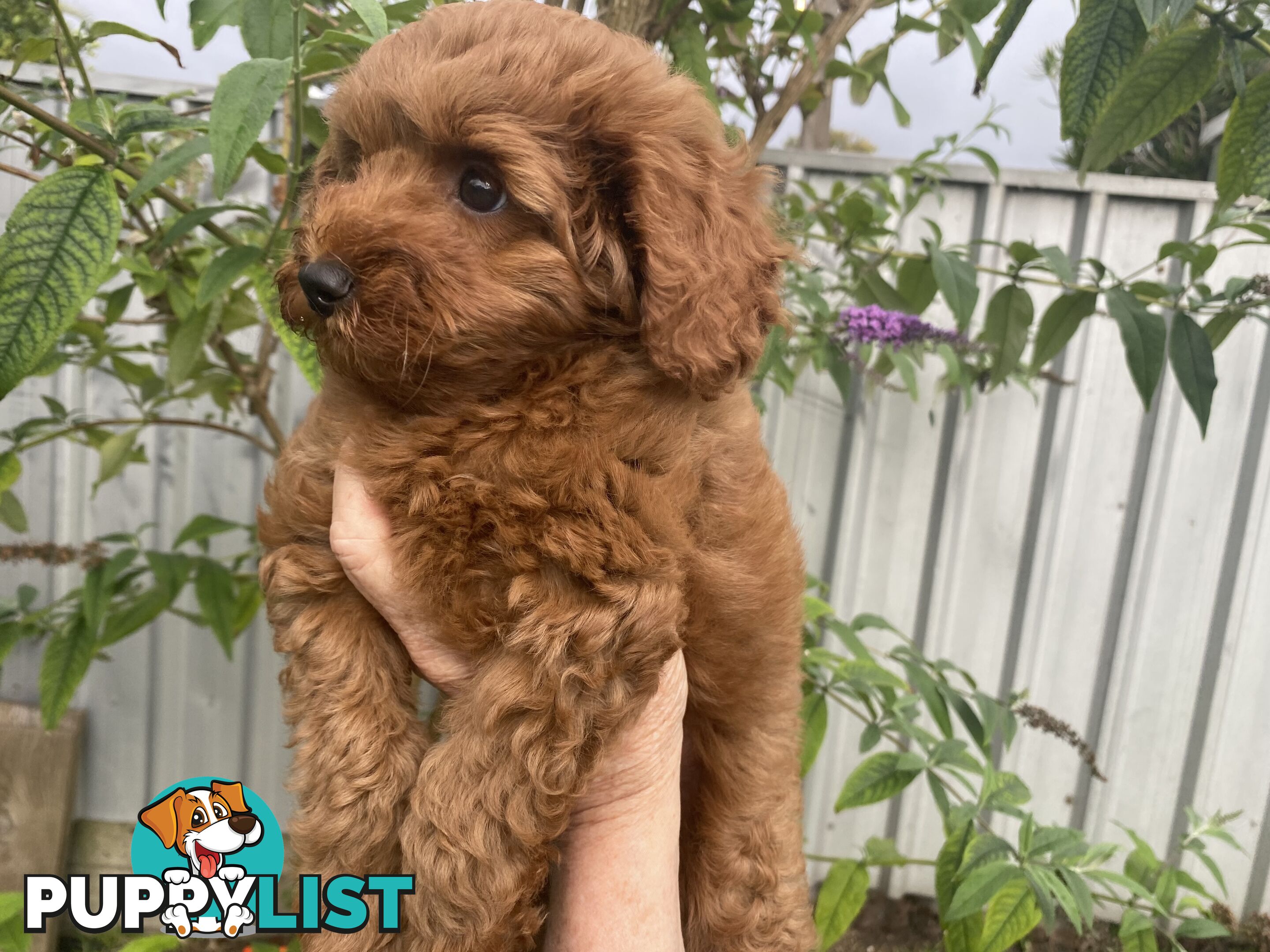 F1 Toy Cavoodle - Toy Poodle Red Dna clear, georgous boy, ready now