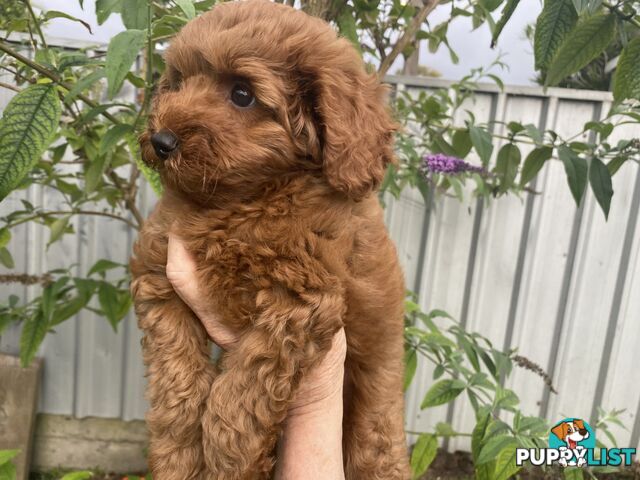 F1 Toy Cavoodle - Toy Poodle Red Dna clear, georgous boy, ready now