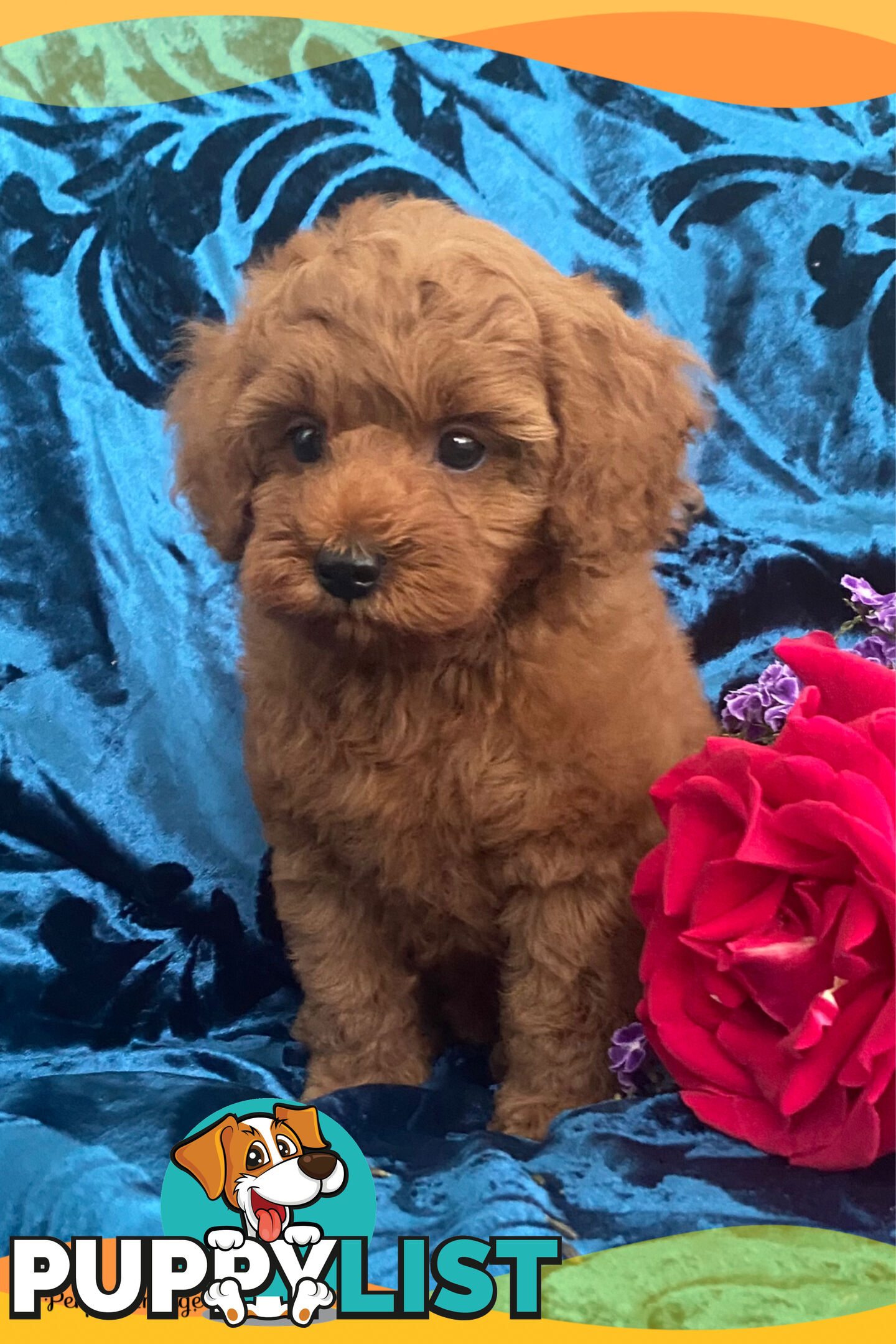 F1 Toy Cavoodle - Toy Poodle Red Dna clear, georgous boy, ready now