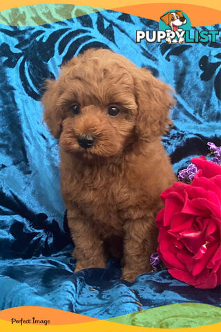 F1 Toy Cavoodle - Toy Poodle Red Dna clear, georgous boy, ready now