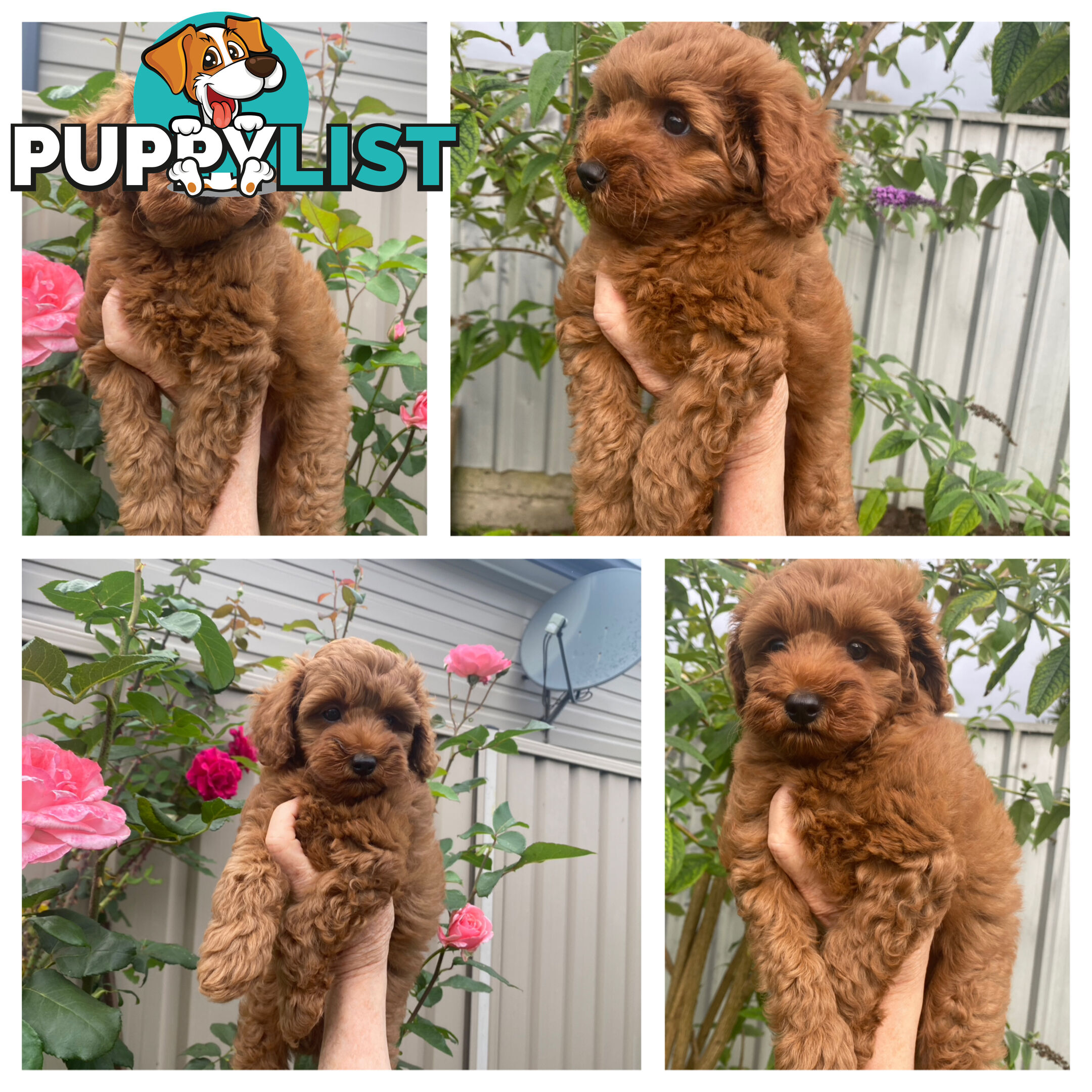 F1 Toy Cavoodle - Toy Poodle Red Dna clear, georgous boy, ready now