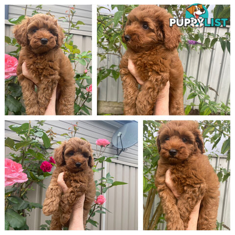 F1 Toy Cavoodle - Toy Poodle Red Dna clear, georgous boy, ready now