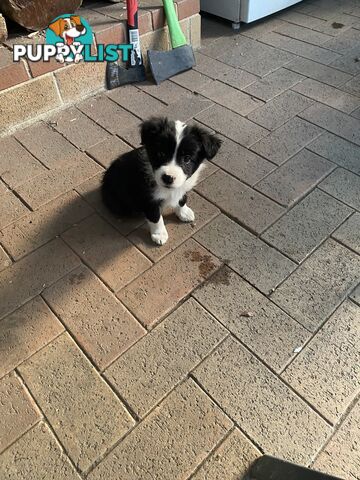 Purebred Border Collies