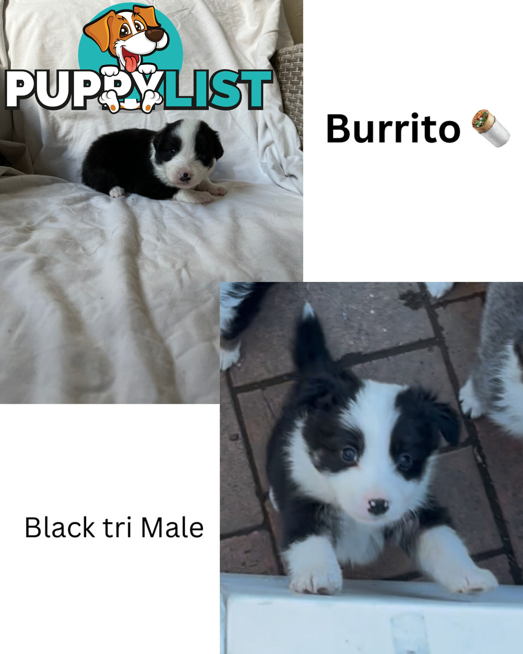Purebred Border Collies
