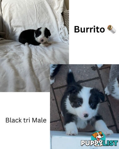 Purebred Border Collies