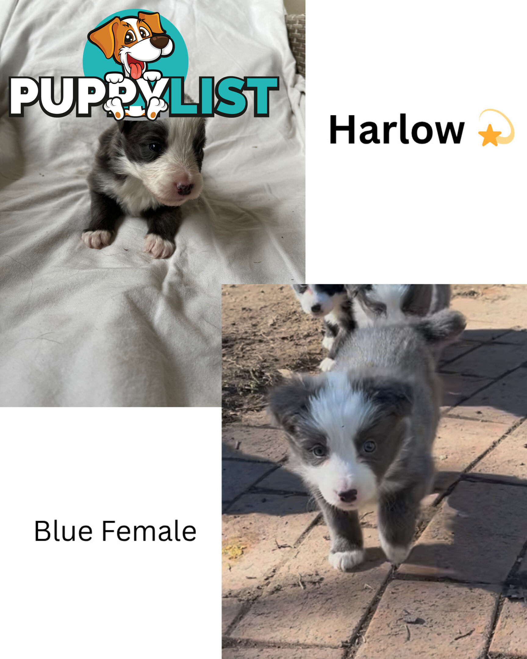 Purebred Border Collies