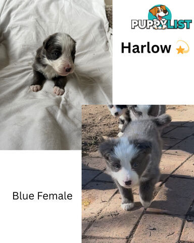 Purebred Border Collies